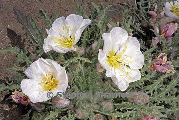 oenothera caespitosa ssp marginata 3 graphic